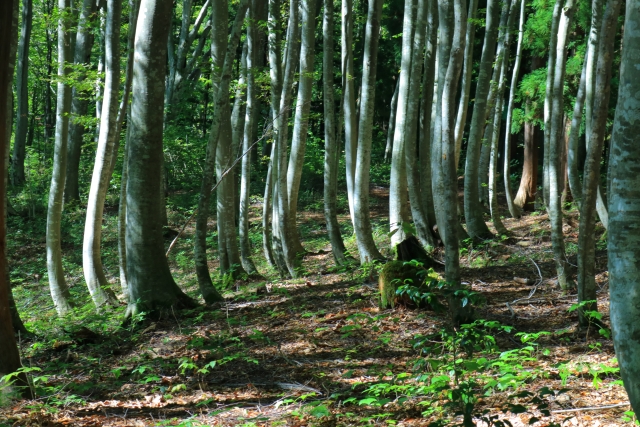 ナラの木（ナラ材）とは？特徴やナラ材とオーク材の違いについてもご紹介