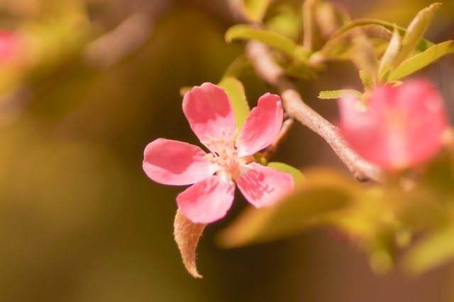 カリン（花梨）の木、カリン（花梨）材とは？特徴や実際に使われているものをご紹介